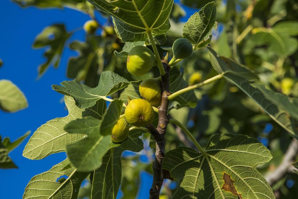Appartamento Kras Krk Malinska